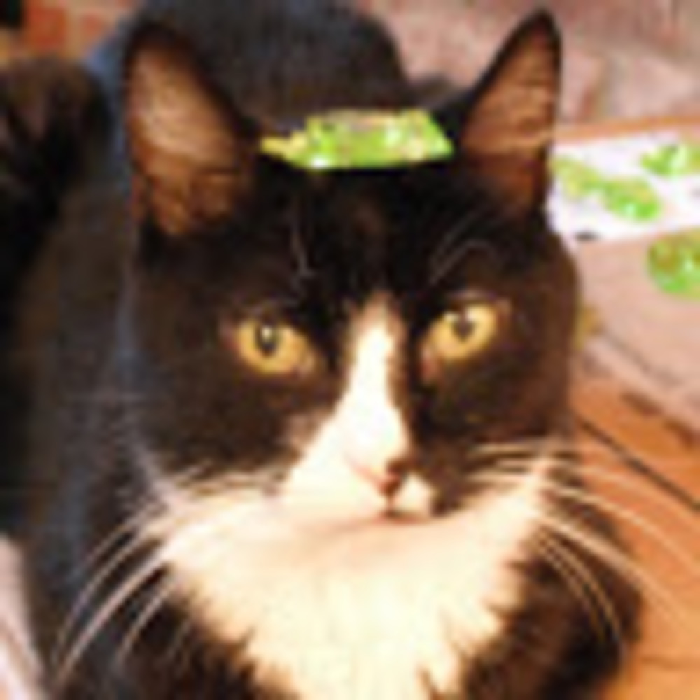Meet your Posher, Kat